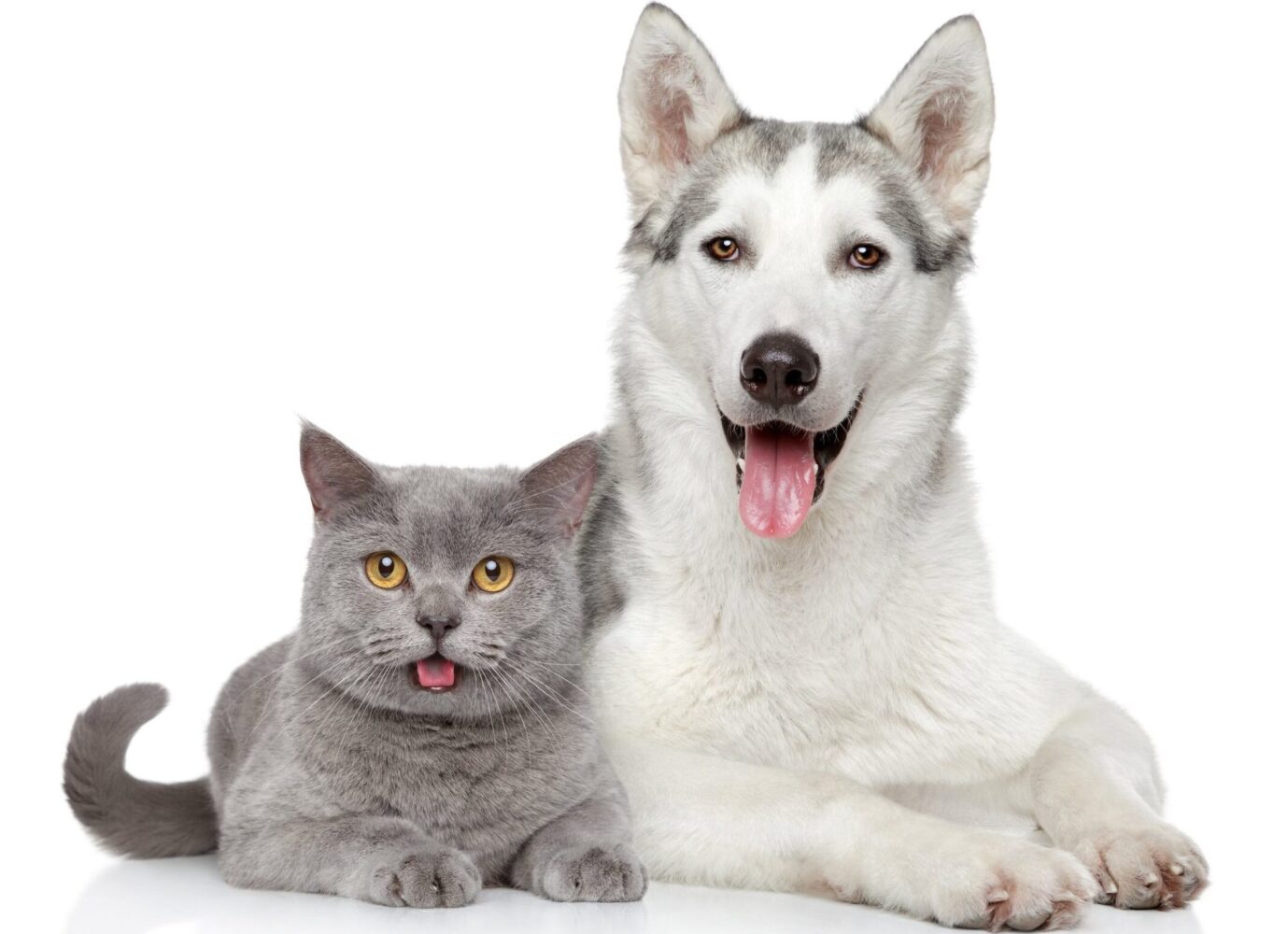 Сказ антитіла